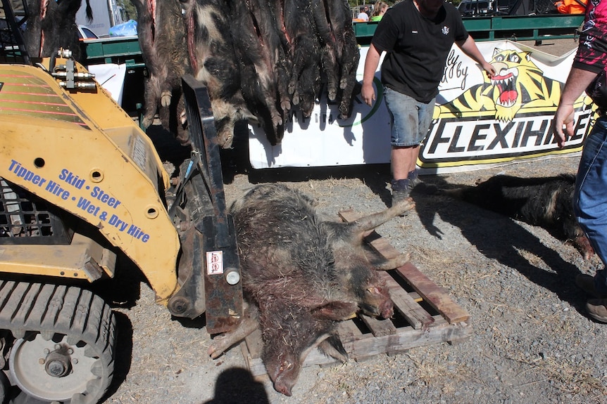 dead pigs hanging on racks and on ground