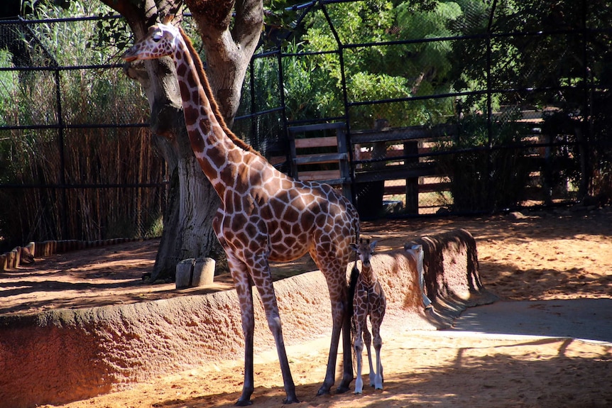 The giraffe calf standing behind its mother in their enclosure at Perth Zoo.
