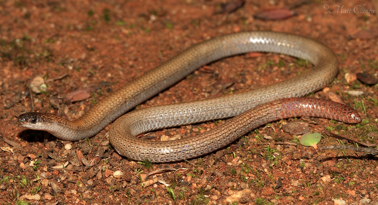 A snake-like legless lizard on orange soil