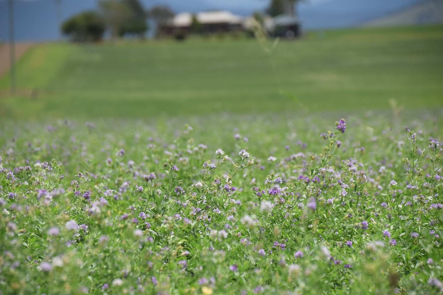 A field of purple flowers.