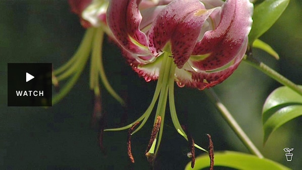 Close up of a flower. Has Video