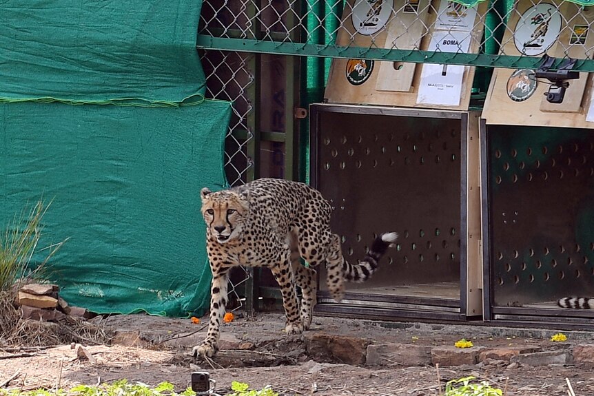 A cheetah exits a cage and runs into it's new enclosure.