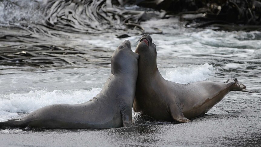 Young elephant seals on Macquarie Island