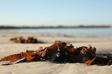 A close-up of some seaweed on sand.