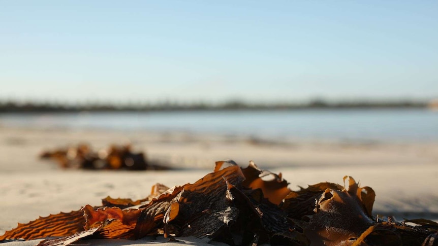 A close-up of some seaweed on sand.