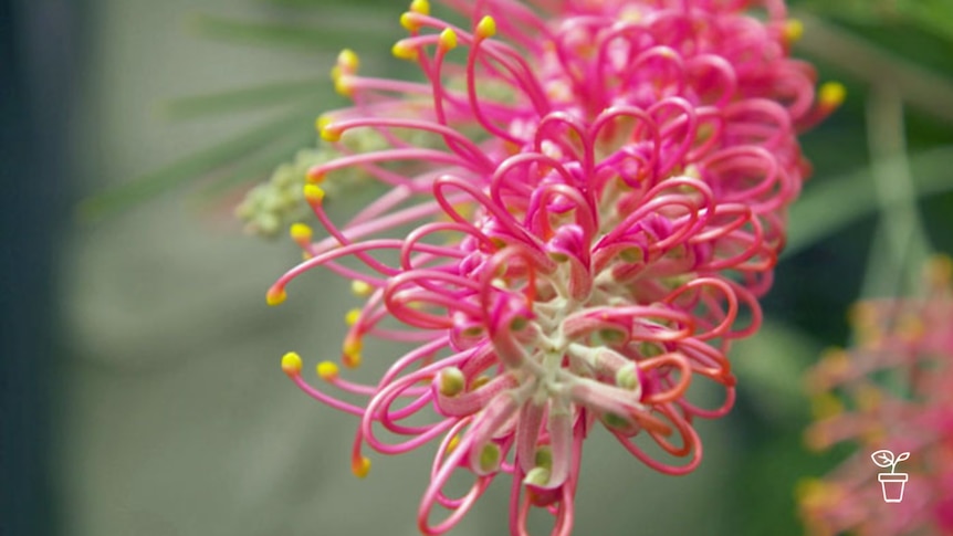 Close up detail of curly pink flower