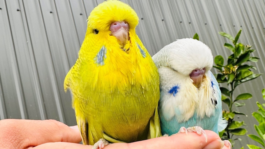 a yellow budgie and a white-headed blue budgie perched on a human hand