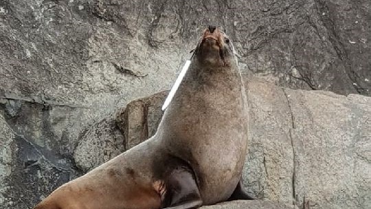 Australian fur seal with gaff hook.