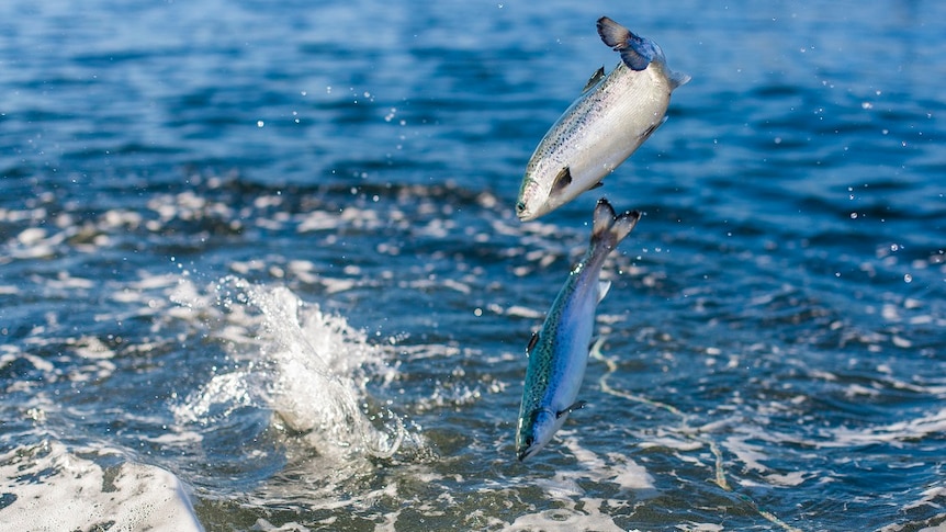 Picture of salmon leaping from the sea.