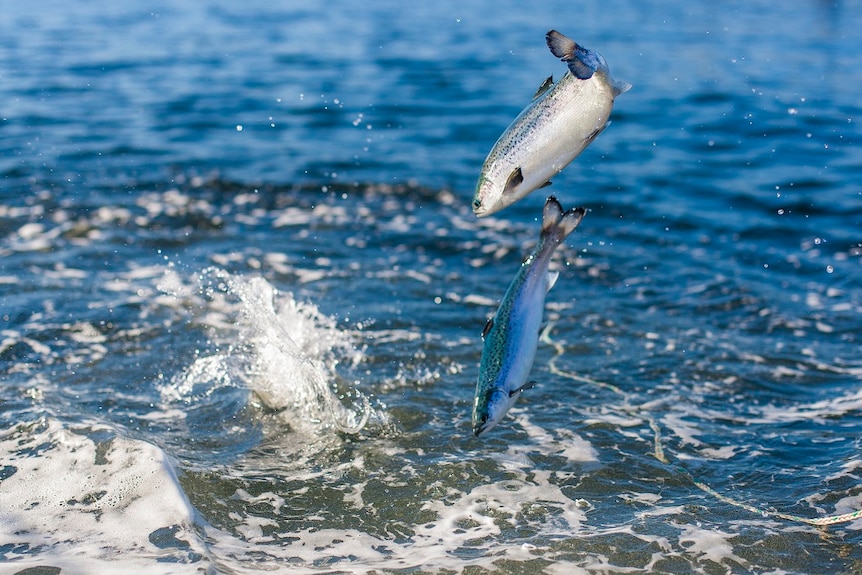 Picture of salmon leaping from the sea.