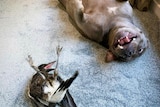 a magpie and dog lay on the ground