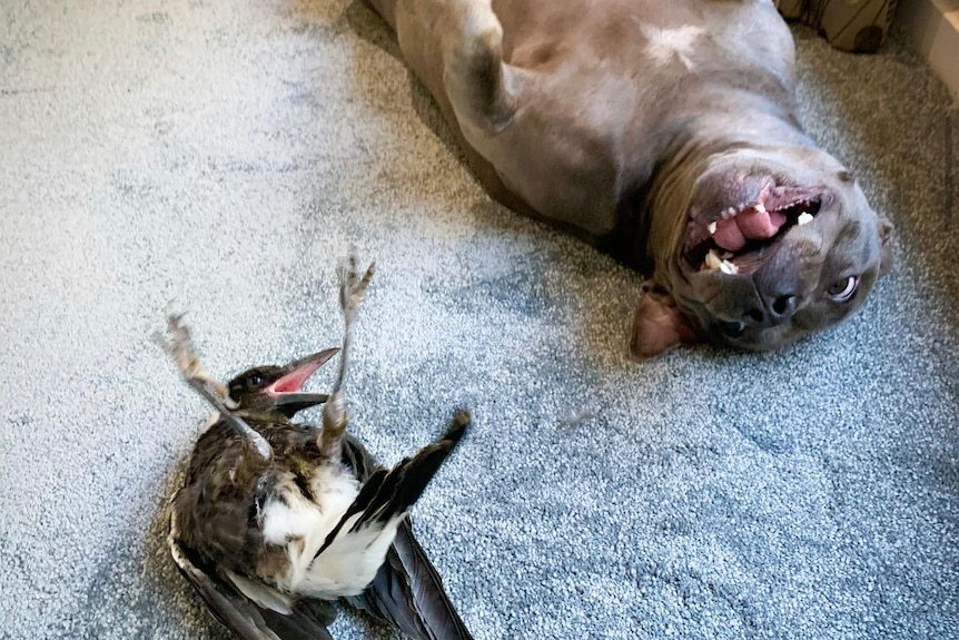 a magpie and dog lay on the ground