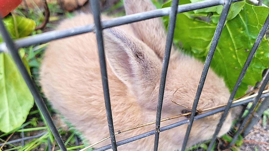 A mini lop rabbit in a trap