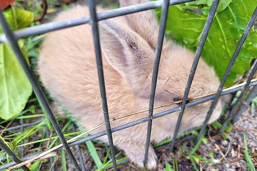 A mini-lop rabbit in a trap