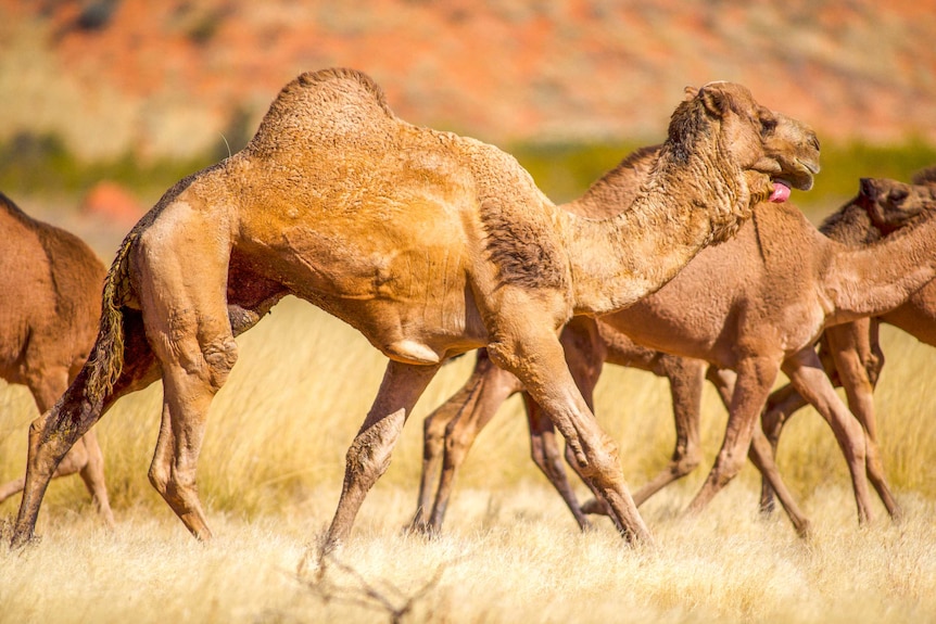A pack of camels runs through the desert.