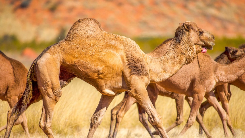 Feral camels running wild