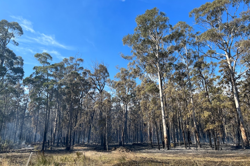 Burnt trees beneath a clear sky.