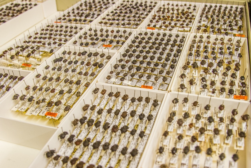 Tens of thousands of dung beetles are part of the beetle collection at the Queensland Museum.