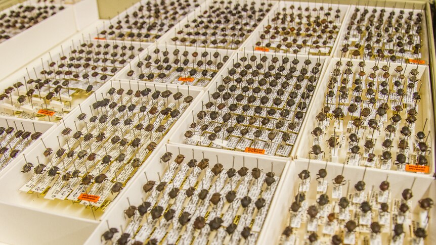 Tens of thousands of dung beetles are part of the beetle collection at the Queensland Museum.