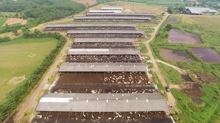 Aerial view of Elders feedlot in Indonesia.