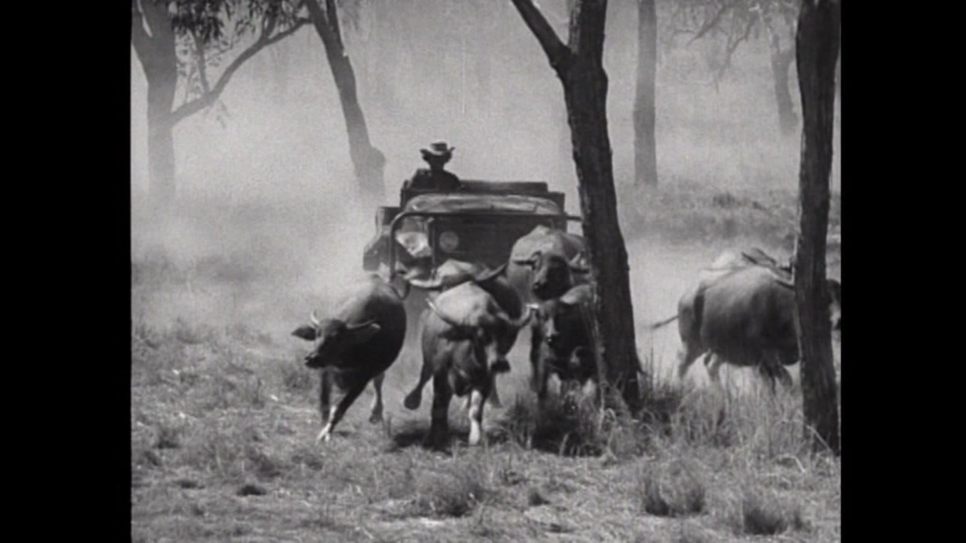 Ode to A Big Country: Buffalo Hunters - ABC News