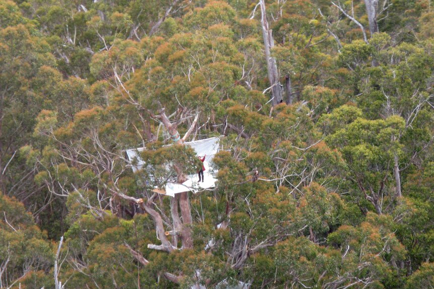 A Tasmanian anti-logging protester in a tree sit in the state's south.