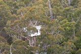 A Tasmanian anti-logging protester in a tree sit in the state's south.