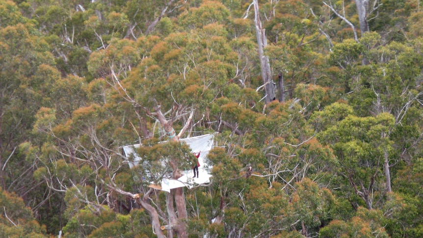 A Tasmanian anti-logging protester in a tree sit in the state's south.