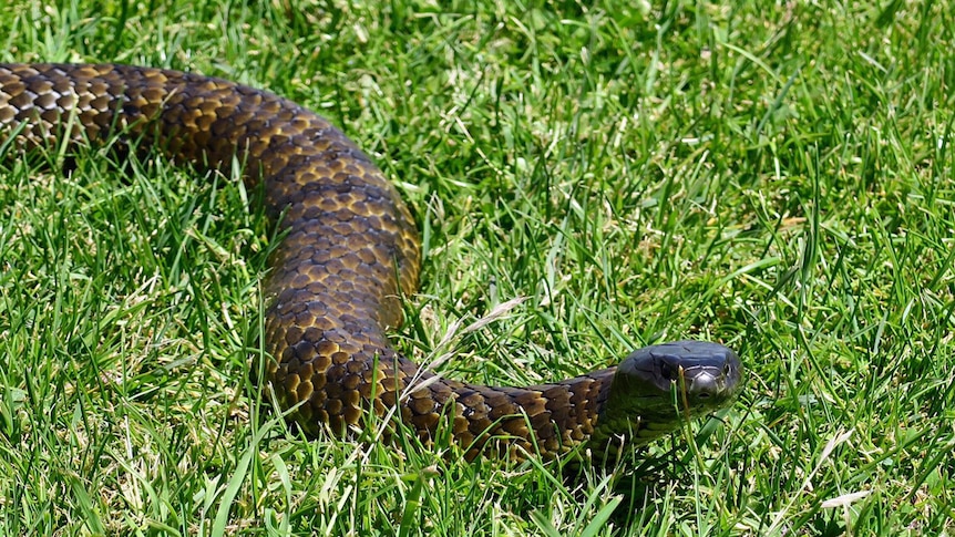 A tiger snake in green grass.