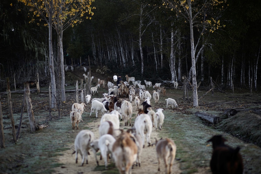 the back of a herd of goats heading into a forest. 