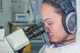 A scientist looks into a microscope while wearing a protective suit at the CSIRO Australia.