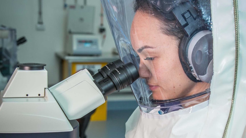 A scientist looks into a microscope while wearing a protective suit at the CSIRO Australia Animal Health Laboratory.