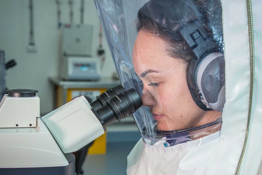 A scientist looks into a microscope while wearing a protective suit at the CSIRO Australia Animal Health Laboratory.