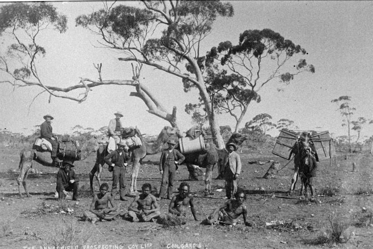 Historical image of people standing with four camels near a tree in Coolgardie WA