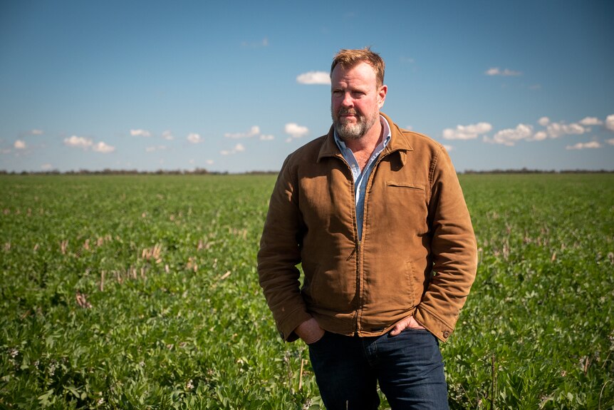 Coonamble farmer Adrian Lyons stands in a paddock of wheat, near Coonamble New South Wales, August 2022.