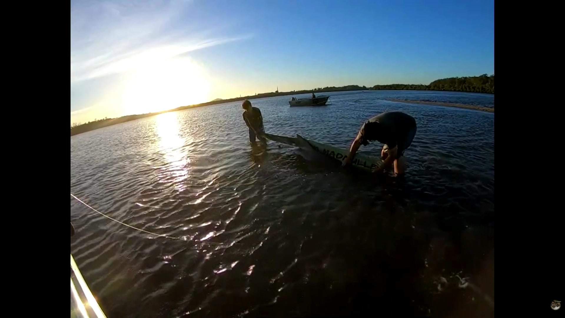 Anglers petition Qld government to relax bull shark fishing rules as numbers rise