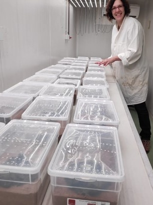 A woman stands in a small white room with beetles in plastic containers.