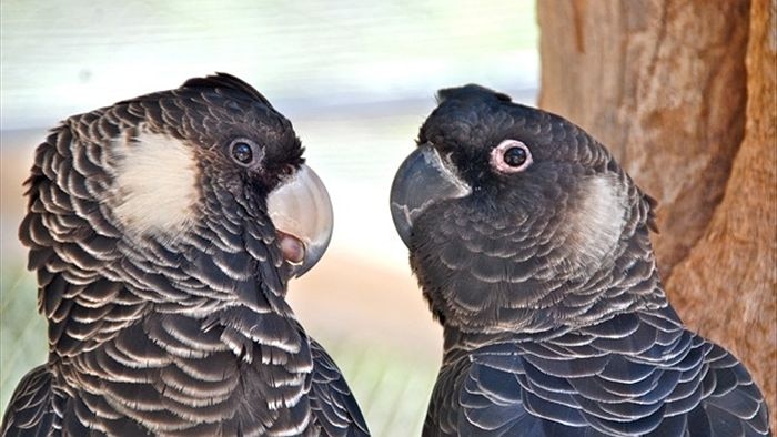Two black cockatoos looking at each other in a tree