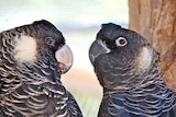Two black cockatoos looking at each other in a tree