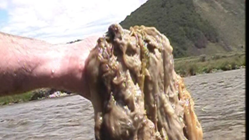 The algae Didymo also known as Rock Snot.