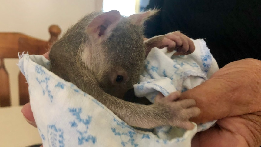 A small koala joey sitting in wrapped around blanket, with its head tucked down.