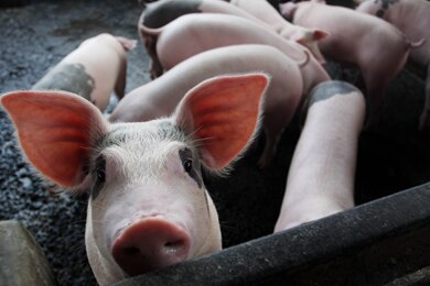 File photo: Pigs sit inside their pen at a farm on May 1, 2009 in Indonesia (Getty Images: Ulet Ifansasti)