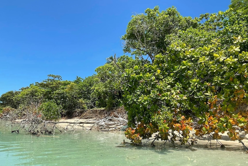 A shoreline with mangroves and clear water.