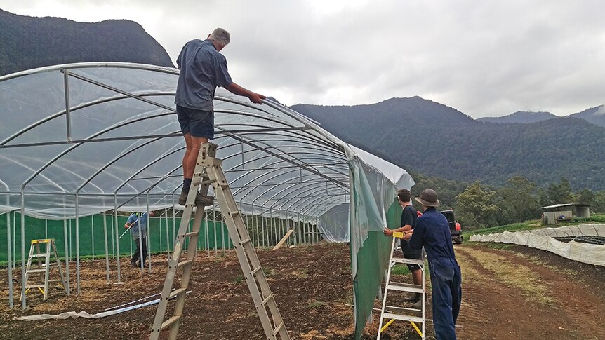 Tyalgum farmer Rod Bruin builds a greenhouse