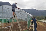 Tyalgum farmer Rod Bruin builds a greenhouse