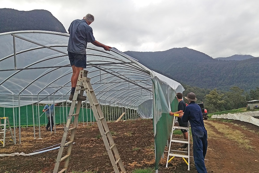 Tyalgum farmer Rod Bruin builds a greenhouse