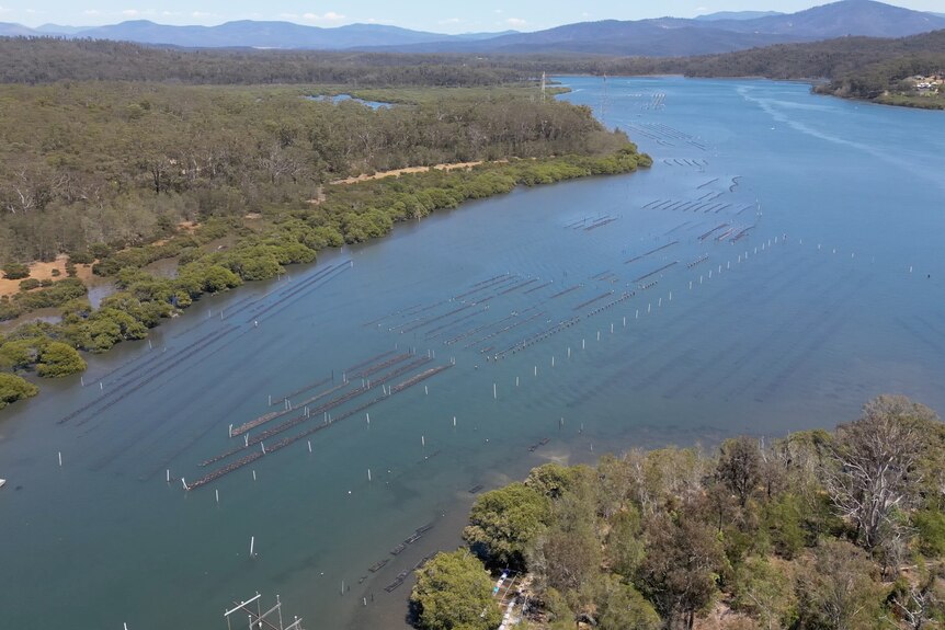 Oyster leases on the Clyde River