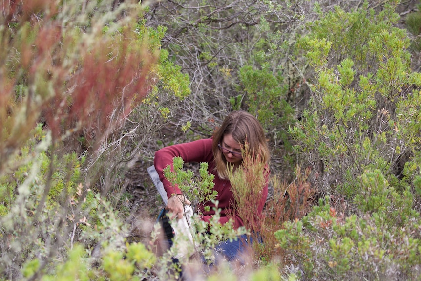 Phoebe Burns in the Yanakie Isthmus foliage