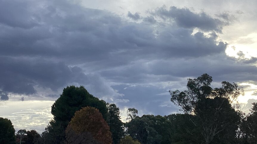 Clouds gather over gumtrees during the sunset