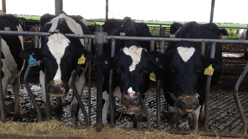 Dairy cows used in vet school